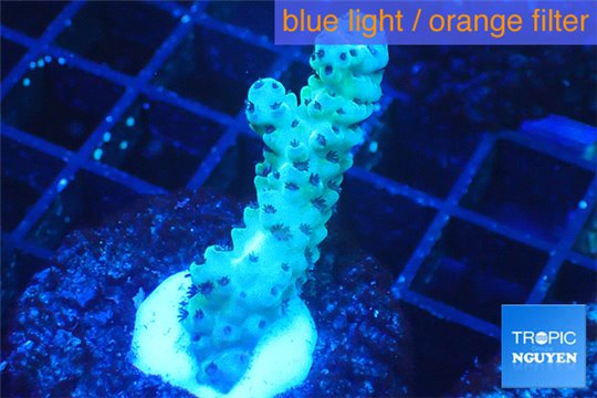 Acropora sarmentosa 2-4 cm WYSIWYG acclimaté