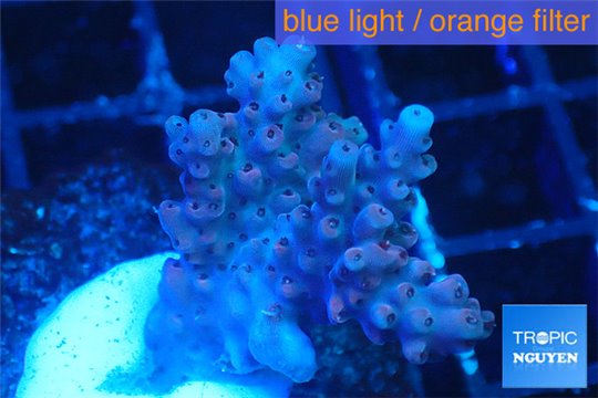 Acropora cherry pop 2-4 cm WYSIWYG acclimaté