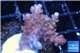 Acropora cherry pop 2-4 cm WYSIWYG acclimaté