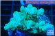 Acropora green 4-5 cm WYSIWYG acclimaté