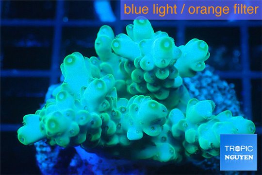 Acropora green 4-5 cm WYSIWYG acclimaté