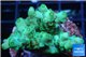 Acropora green 4-5 cm WYSIWYG acclimaté