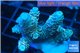 Acropora pink 3-4 cm WYSIWYG acclimaté