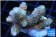 Acropora pink 3-4 cm WYSIWYG acclimaté