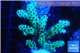 Acropora sarmentosa 3-5 cm WYSIWYG acclimaté