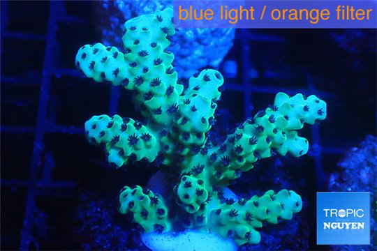 Acropora sarmentosa 3-5 cm WYSIWYG acclimaté