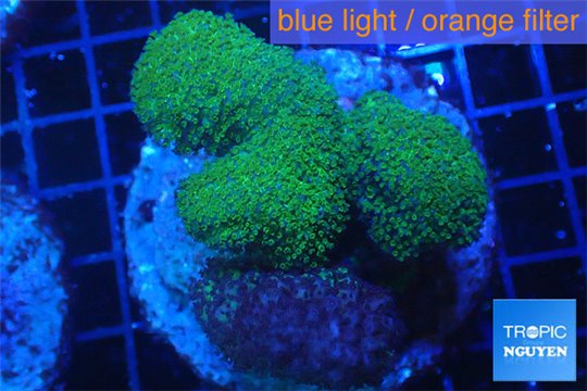 Pocillopora verrucosa green & pink 7-10 cm WYSIWYG acclimaté