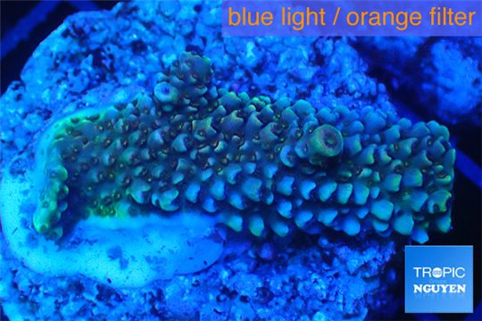 Acropora green 2 cm WYSIWYG acclimaté