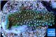 Acropora green 2 cm WYSIWYG acclimaté