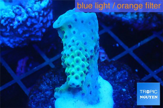 Acropora microclados purple tip Australia 2-3 cm WYSIWYG acclimaté