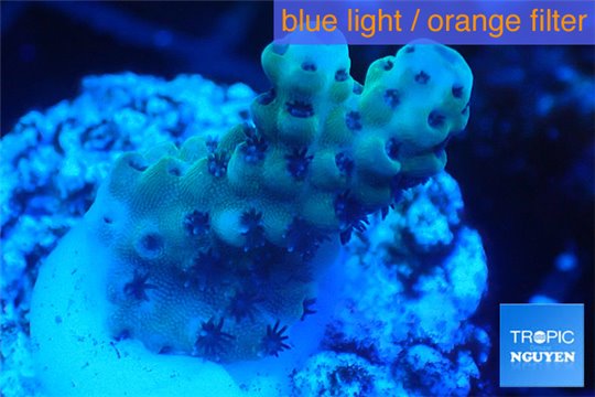 Acropora sarmentosa 2-4 cm WYSIWYG acclimaté