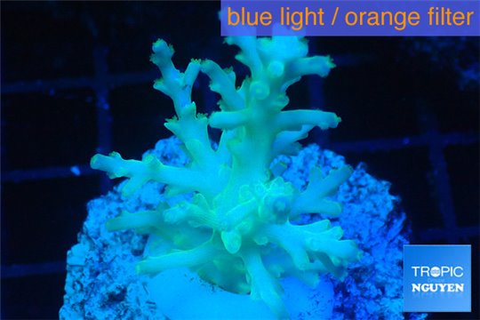 Acropora echinata golden ice fire 2-4 cm WYSIWYG acclimaté