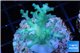 Acropora echinata golden ice fire 2-4 cm WYSIWYG acclimaté