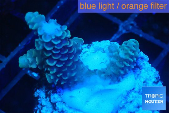 Acropora pink 2-3 cm WYSIWYG acclimaté