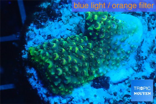 Acropora green 2 cm WYSIWYG acclimaté