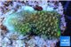 Acropora green 2 cm WYSIWYG acclimaté