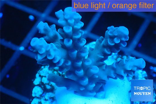 Acropora full blue Australia 2-4 cm WYSIWYG acclimaté