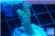 Acropora pink 2-4 cm WYSIWYG acclimaté