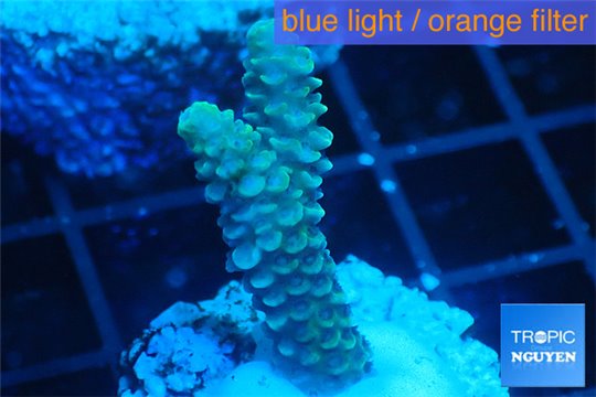 Acropora pink 2-4 cm WYSIWYG acclimaté