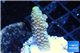 Acropora pink 2-4 cm WYSIWYG acclimaté