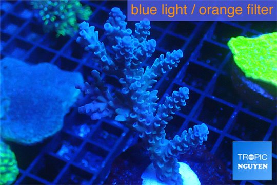 Acropora full blue Australia 3-5 cm WYSIWYG acclimaté