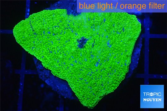 Montipora capricornis green 3-4 cm WYSIWYG acclimaté