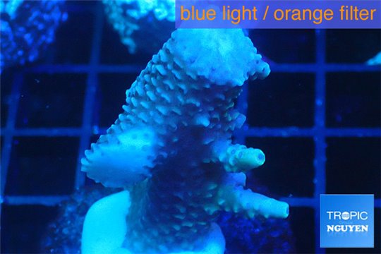 Acropora pink 2-4 cm WYSIWYG acclimaté