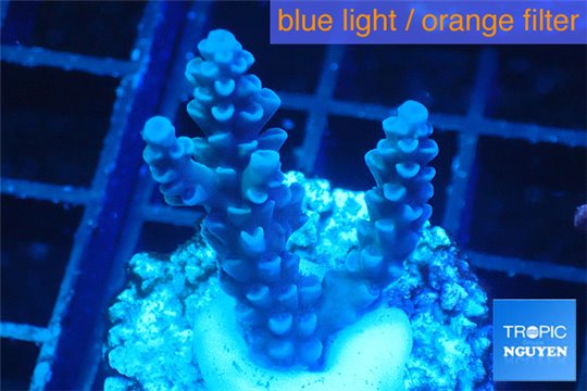 Acropora full blue Australia 2-3 cm WYSIWYG acclimaté