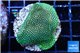 Porites green 2-4 cm WYSIWYG acclimaté