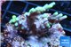 Acropora aculeus green 2-4 cm WYSIWYG acclimaté