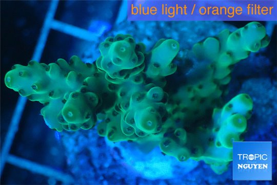 Acropora green 3-5 cm WYSIWYG acclimaté