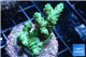 Acropora green 3-5 cm WYSIWYG acclimaté