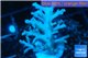 Acropora echinata purple ice fire 3-4 cm WYSIWYG acclimaté