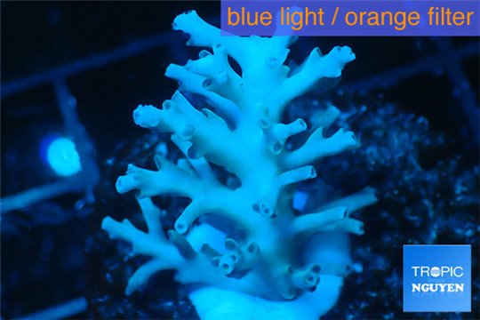 Acropora echinata purple ice fire 3-4 cm WYSIWYG acclimaté