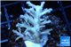 Acropora echinata purple ice fire 3-4 cm WYSIWYG acclimaté