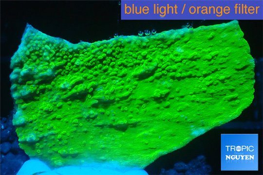 Montipora capricornis green 3-4 cm WYSIWYG acclimaté