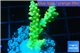 Acropora yellow golden 3-4 cm WYSIWYG acclimaté