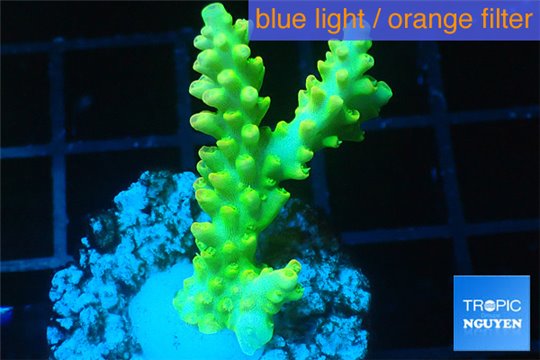 Acropora yellow golden 3-4 cm WYSIWYG acclimaté