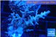 Acropora echinata purple ice fire 3-5 cm WYSIWYG acclimaté