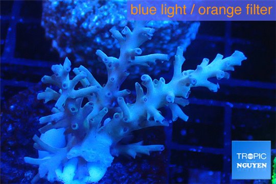 Acropora echinata purple ice fire 3-5 cm WYSIWYG acclimaté