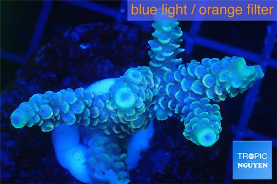 Acropora pink golden 3-5 cm WYSIWYG acclimaté