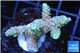 Acropora pink golden 3-5 cm WYSIWYG acclimaté