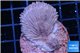 Montipora red & purple polyps 3-4 cm WYSIWYG acclimaté