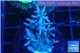 Acropora echinata purple ice fire 3-4 cm WYSIWYG acclimaté