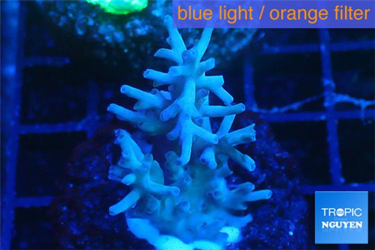 Acropora echinata purple ice fire 3-4 cm WYSIWYG acclimaté