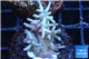 Acropora echinata purple ice fire 3-4 cm WYSIWYG acclimaté