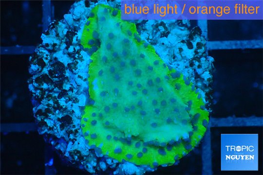 Montipora blue polyps 2-3 cm WYSIWYG acclimaté