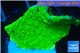 Montipora capricornis green 3-5 cm WYSIWYG acclimaté