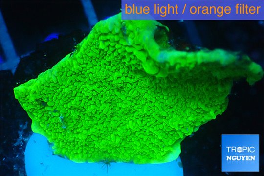 Montipora capricornis green 3-5 cm WYSIWYG acclimaté