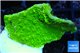 Montipora capricornis green 3-5 cm WYSIWYG acclimaté